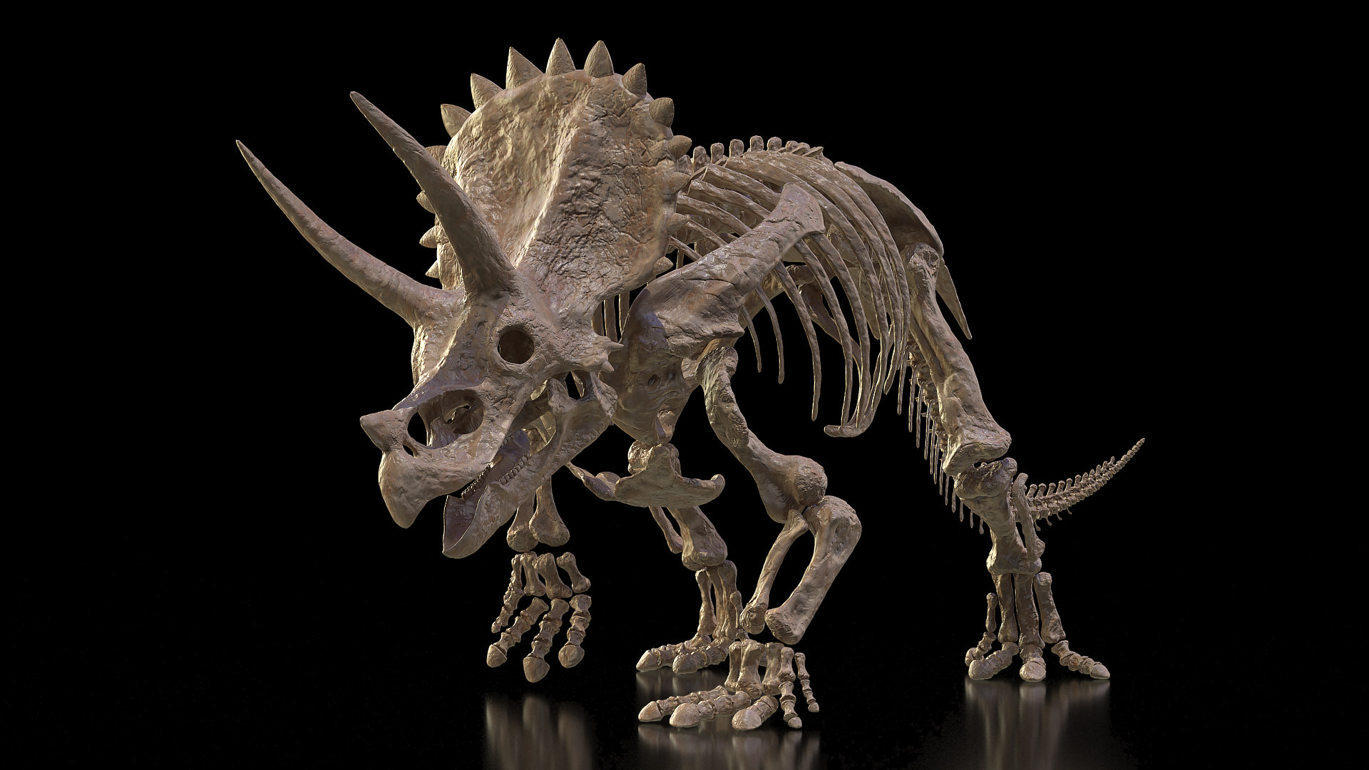 t rex triceratops fossil