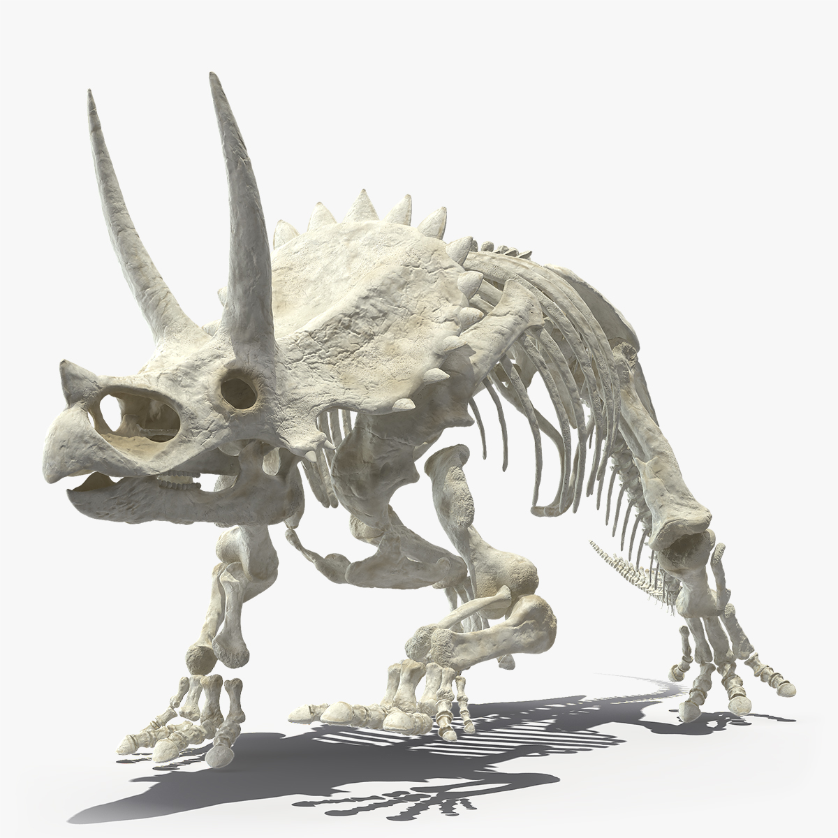 3d Triceratops Horridus Skeleton - Turbosquid 1505254