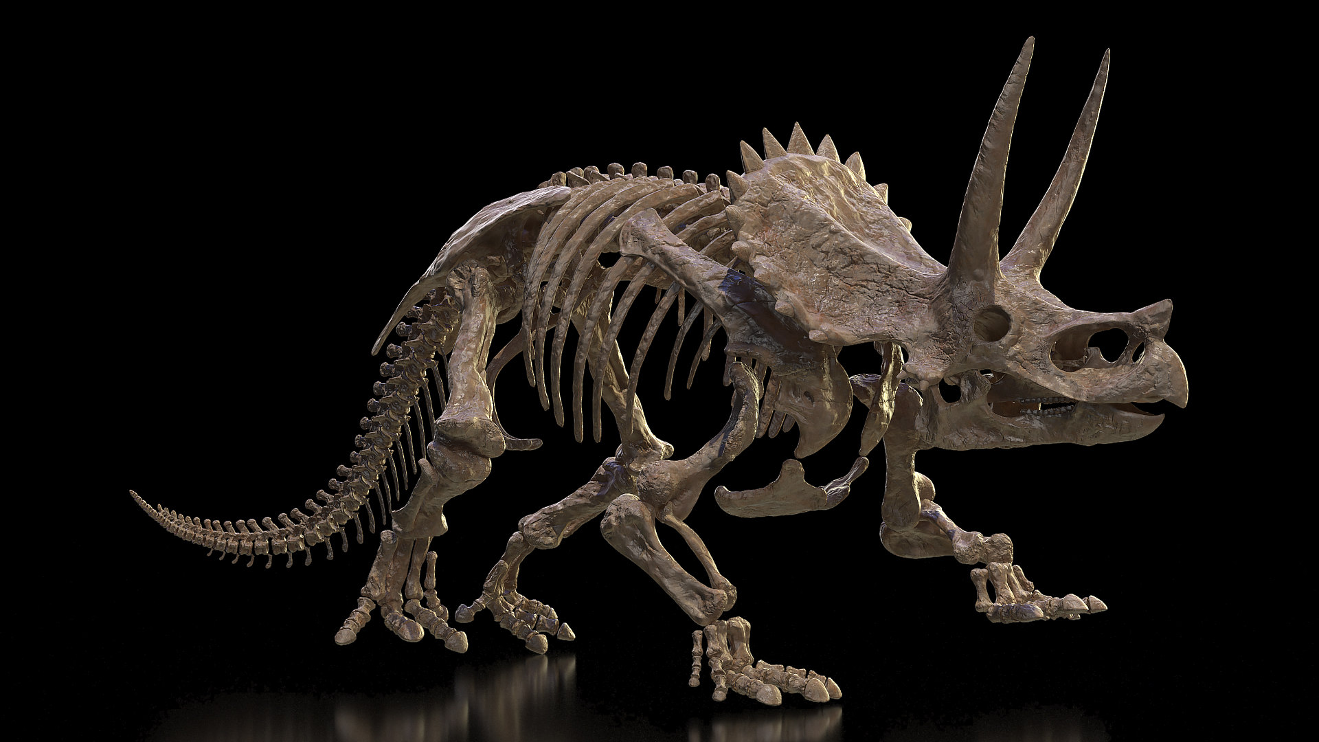 triceratops skeleton museum