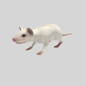 mouse rigged anim 3D