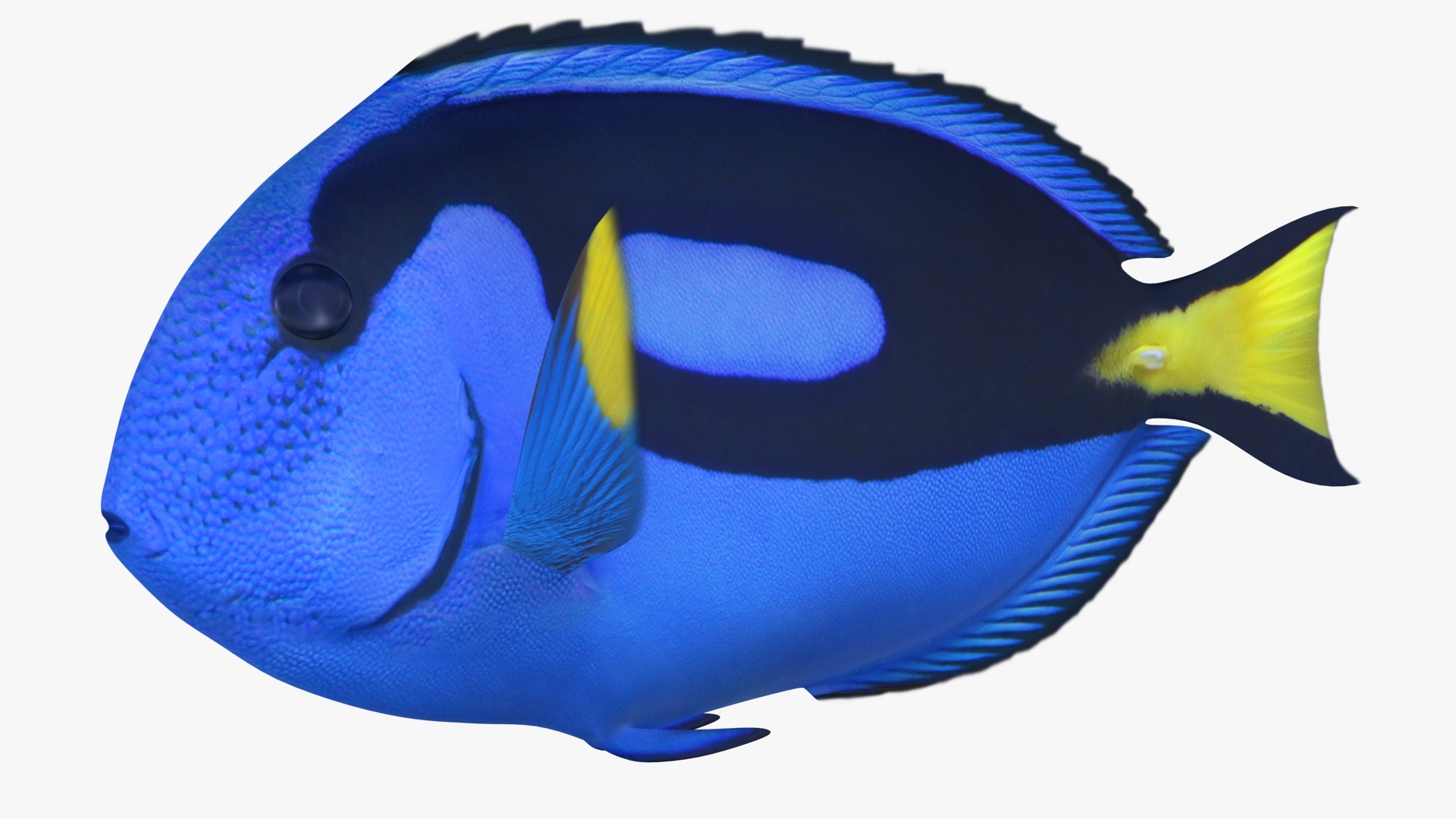 3d model blue tang scanline
