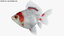 fantail goldfish 3D