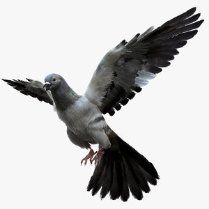 3D realistic dove rigged
