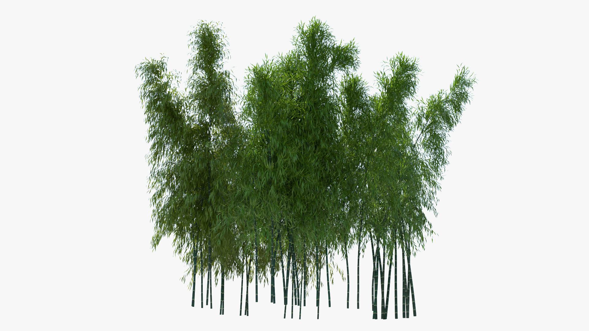 Bamboo 3D - TurboSquid 1505548