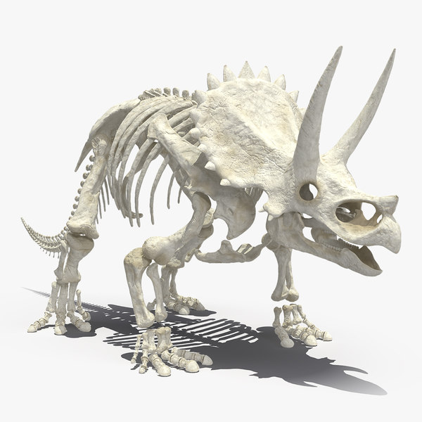 skeleton dino skelet 3d max