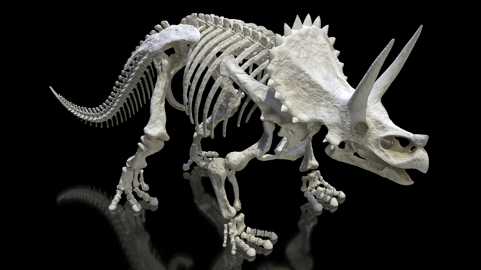 complete t rex skeleton triceratops