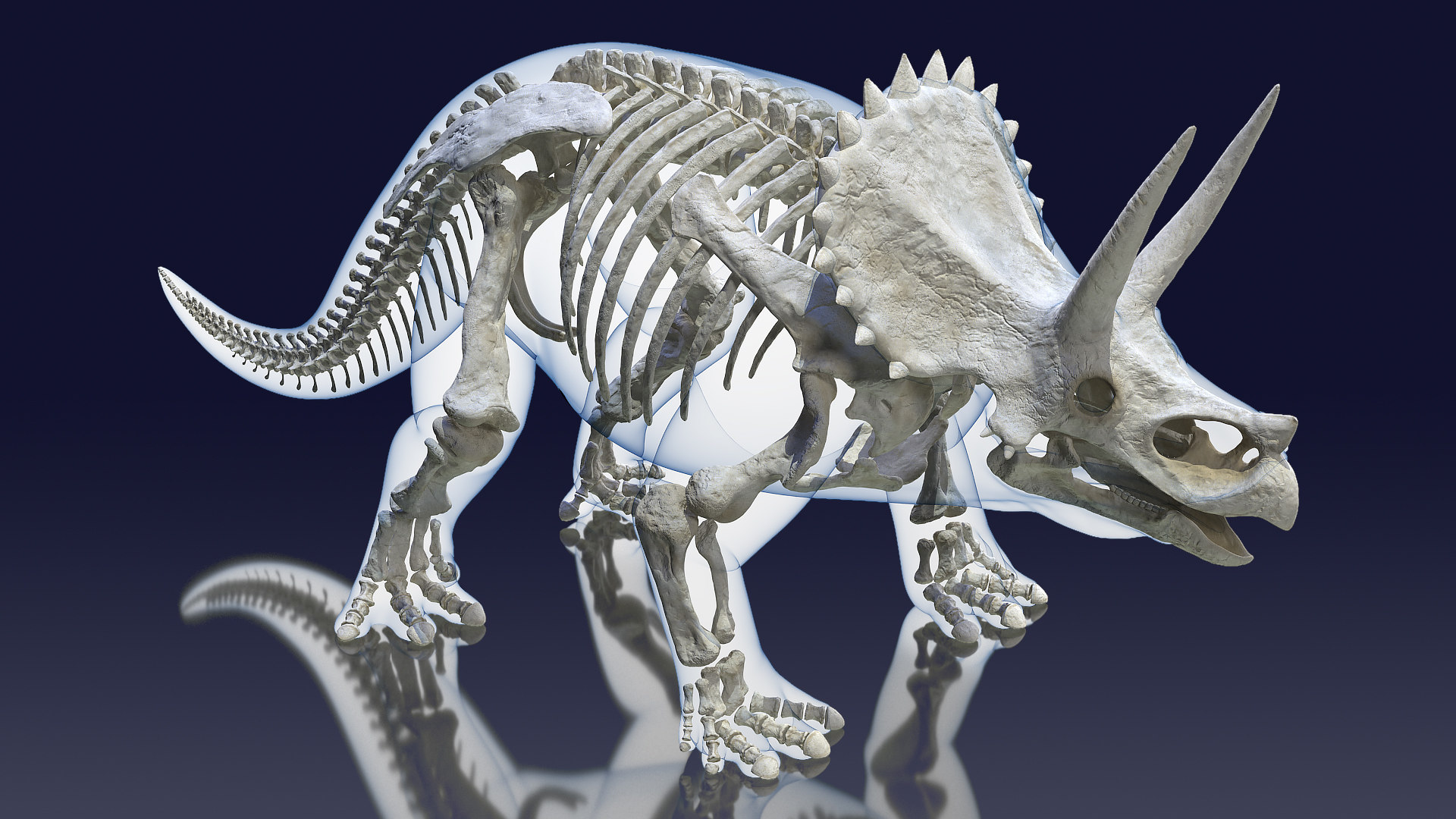 skeleton triceratops