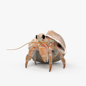 hermit crab 3D