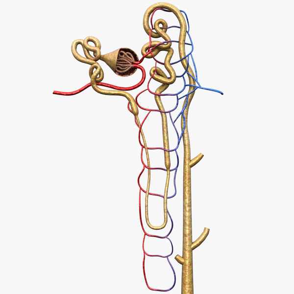 3D Nephron Models | TurboSquid