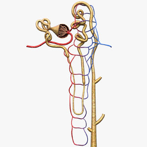3D kidney nephron glomerulus s model