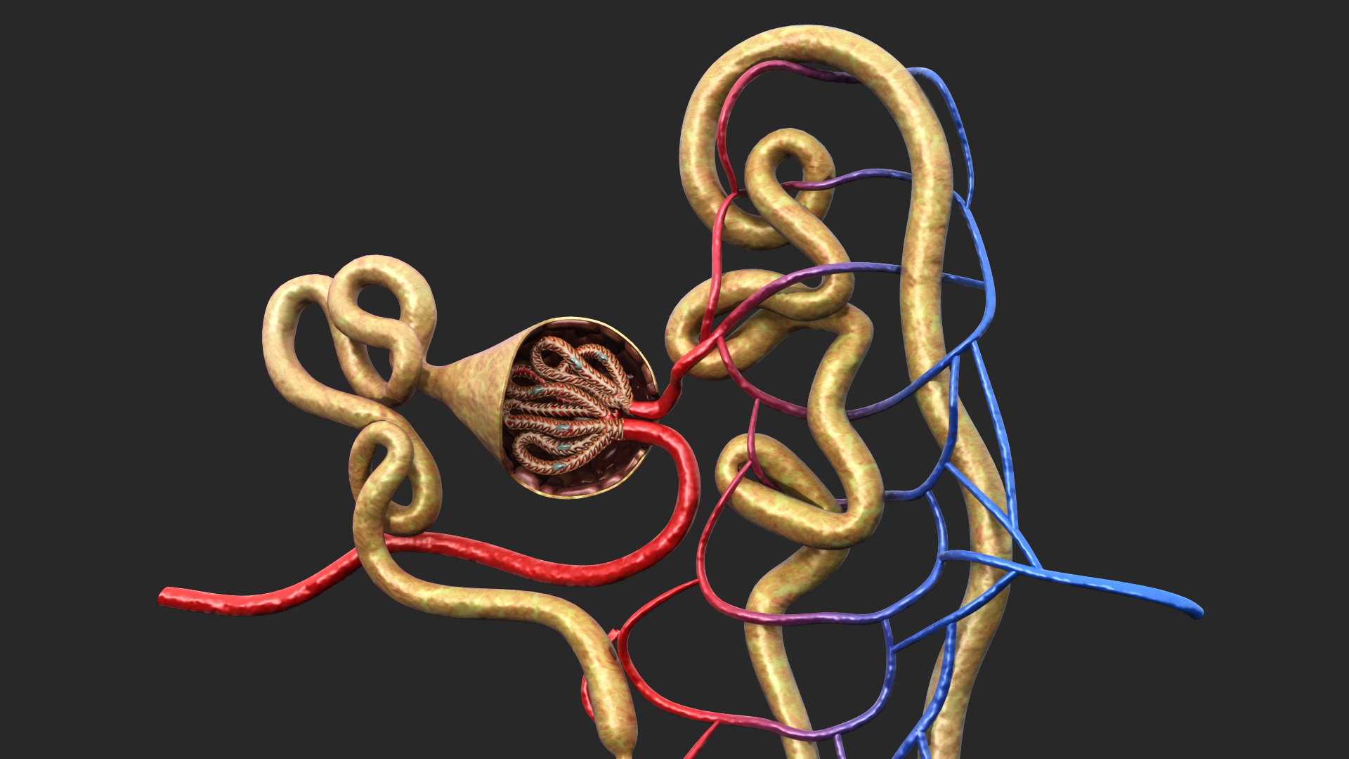 nephron glomerulus3d模型
