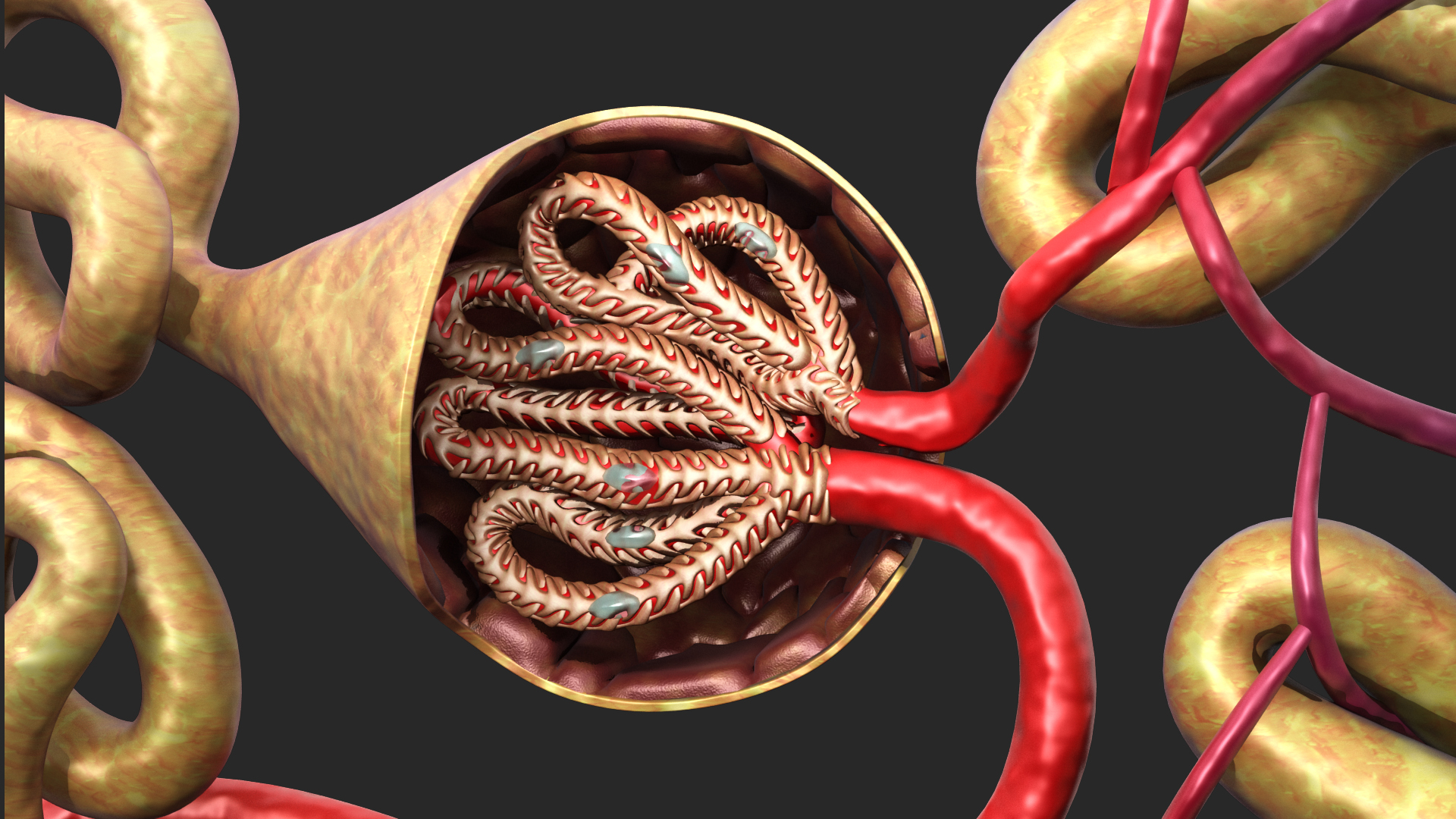 nephron glomerulus3d模型