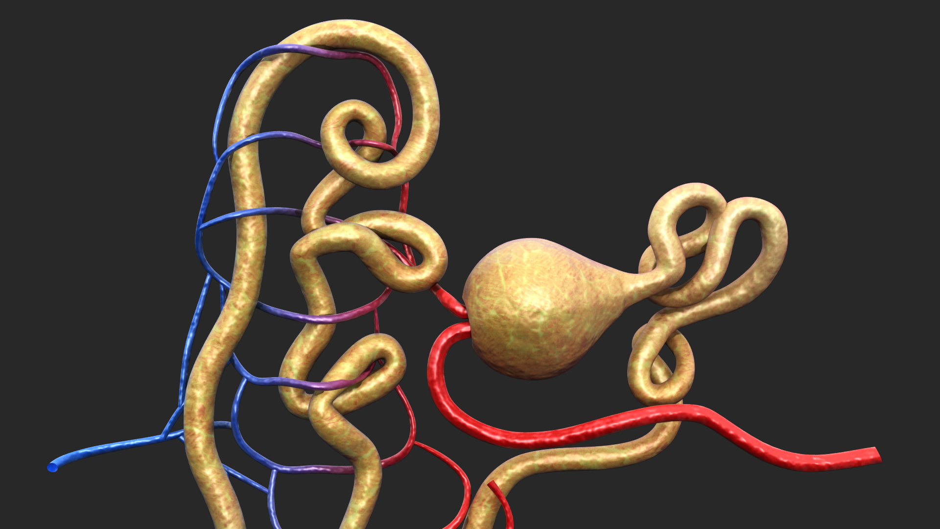 nephron glomerulus3d模型