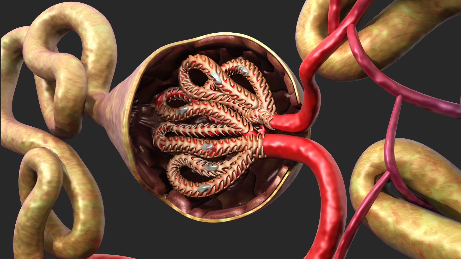 nephron glomerulus3d模型