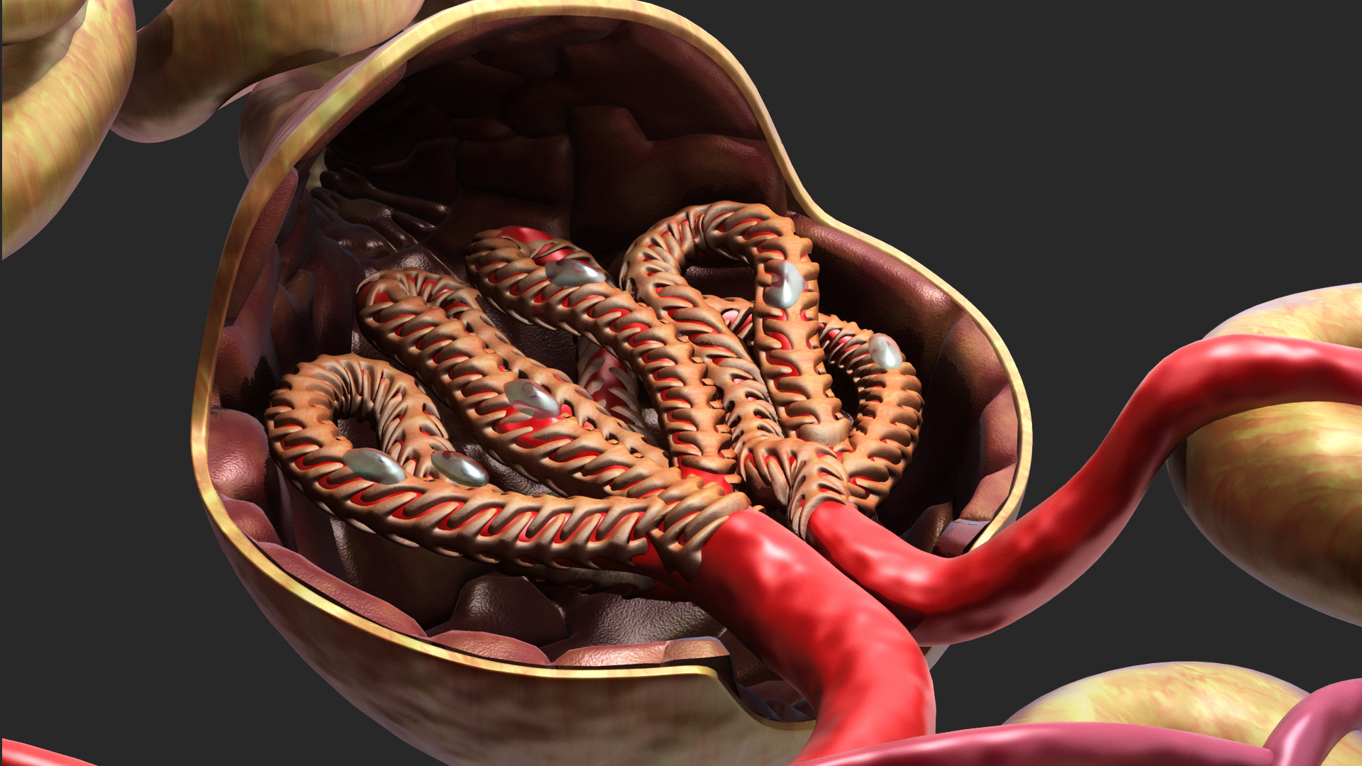 nephron glomerulus3d模型