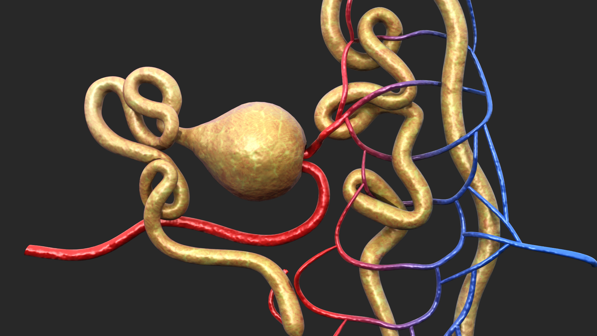 nephron glomerulus3d模型