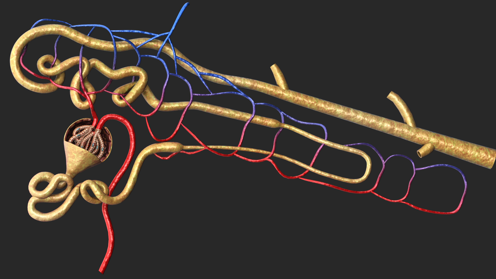 nephron glomerulus3d模型
