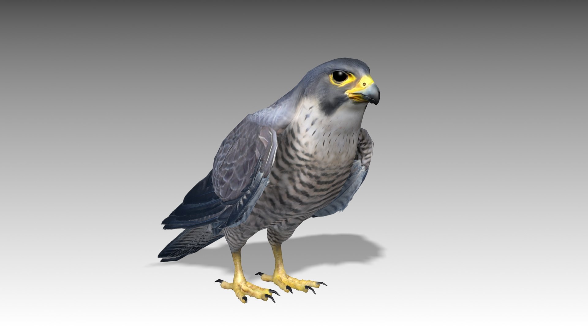 3D model falcon animations - TurboSquid 1507304