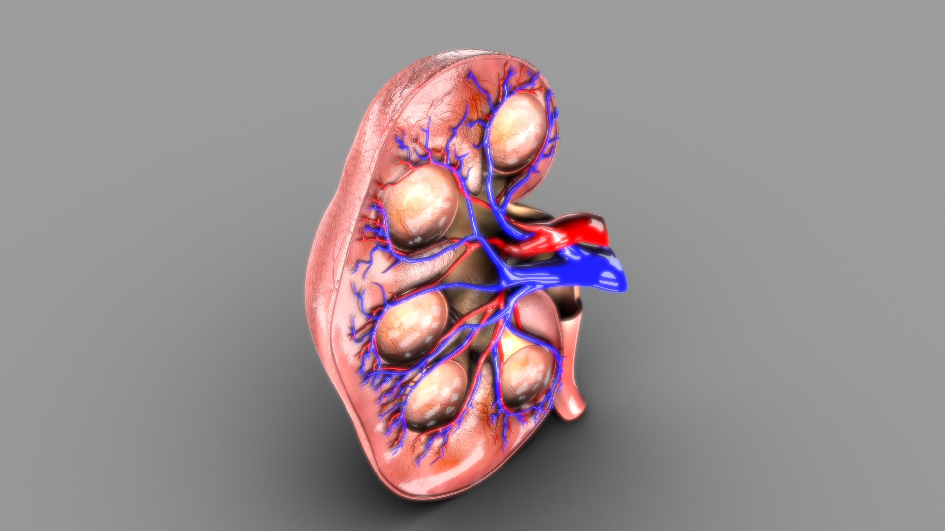 modelo 3d anatomía de la intersección del riñón - TurboSquid 1507828