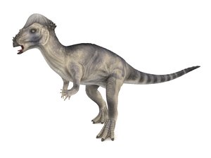 pachycephalosaurus rigged animation 3D