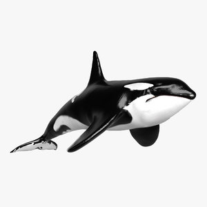 3D killer whale animations