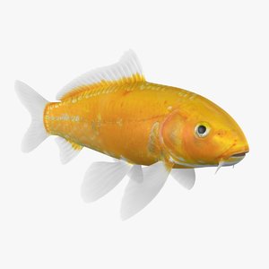 3D kigoi koi fish animation