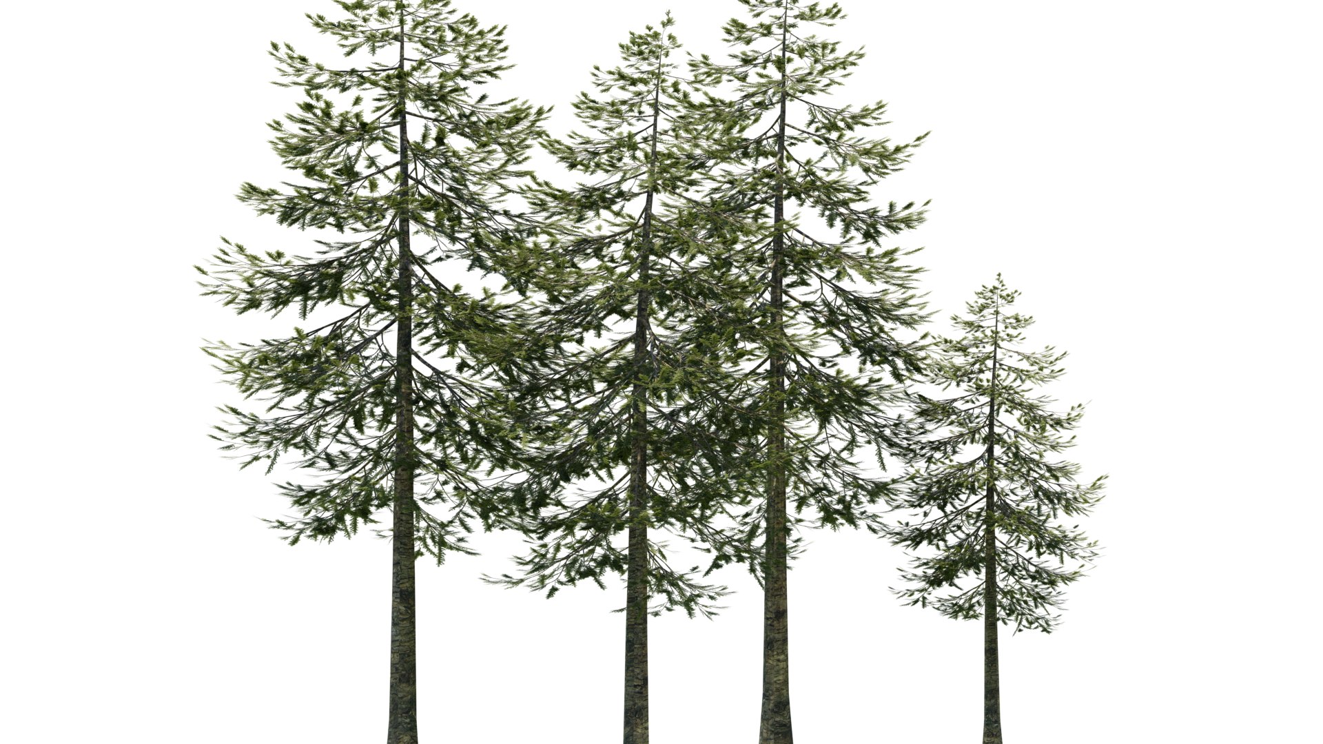 3D pine tree model TurboSquid 1507908