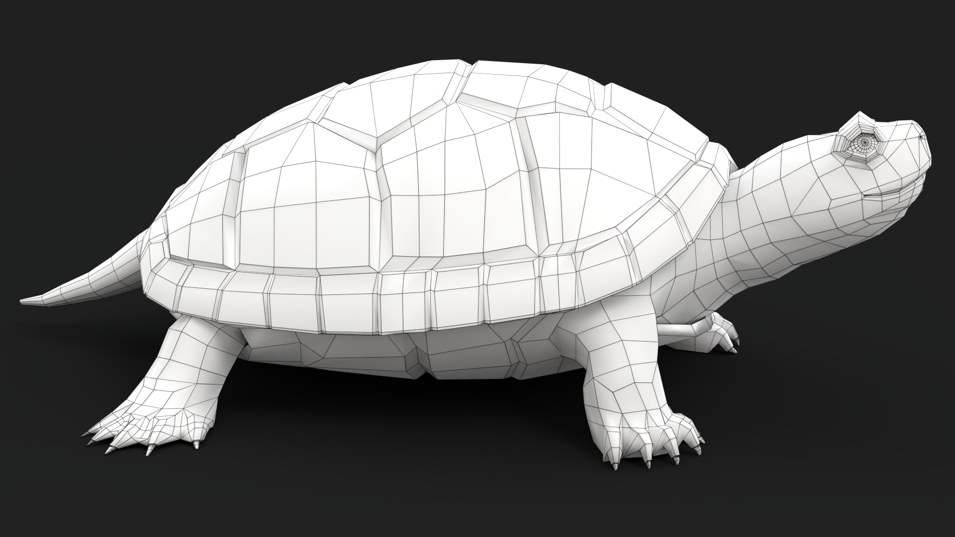 cartoon turtle3d模型