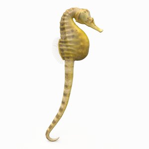 3D big-belly seahorse