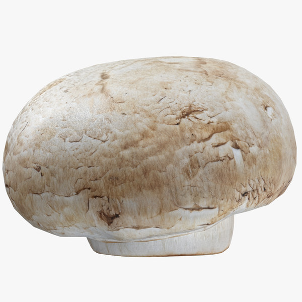 3d white button mushroom 03 model