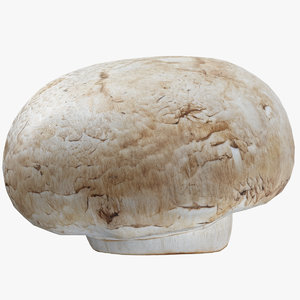 3D white button mushroom 03 model