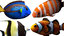 clownfish rigged 3d 3ds