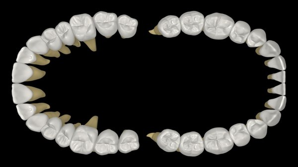 Arch Permanent Human Teeth 3d Model Turbosquid 1509122