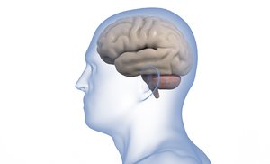 human brain anatomy 3D model