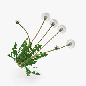 dandelion white 3D model