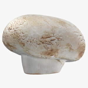 white button mushroom 01 3D