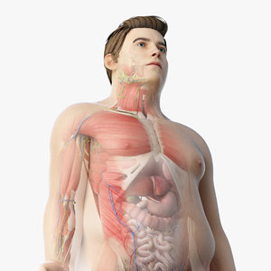 3D obese male anatomy model