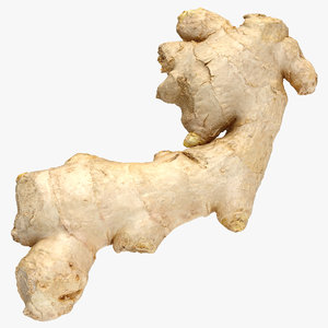 3D ginger root 04