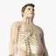 3D skin obese male skeleton