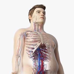 3D skin obese male skeleton model