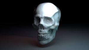 3D skull model
