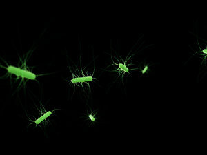 3D escherichia coli bacteria virus