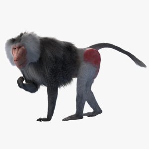 3D realistic rigged baboon animation model