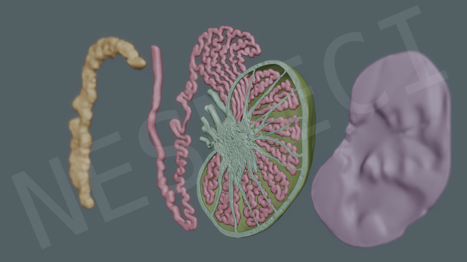 Modello 3d Testis Epididymis Cross Section Blender Eevee Ready