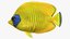 saltwater fish animation model