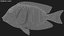 saltwater fish animation model