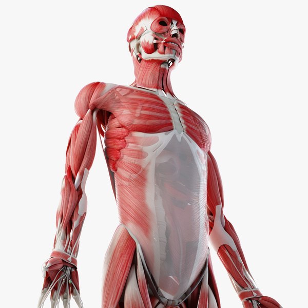 Muscular System 3D Models for Download | TurboSquid