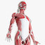 skin female skeleton muscles 3D model