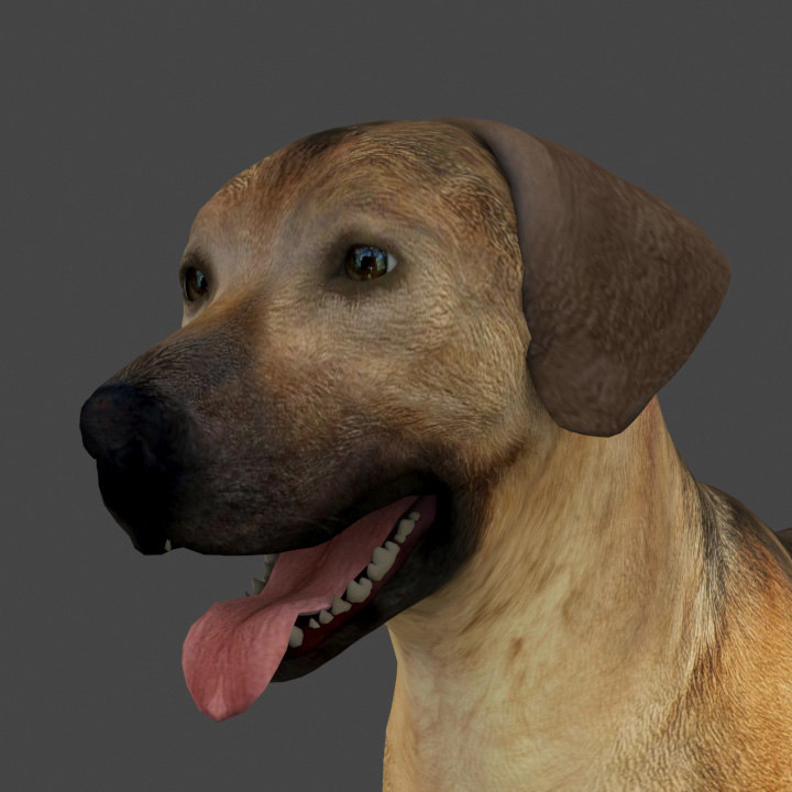 Rigged male dog model - TurboSquid 1511345