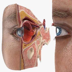 3D eye anatomy cross-section section